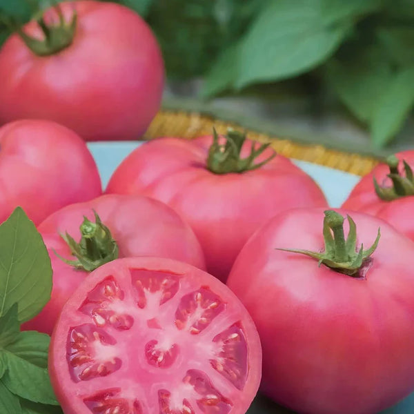 Pink Beefsteak Tomato 'ROSAMUNDE F1'