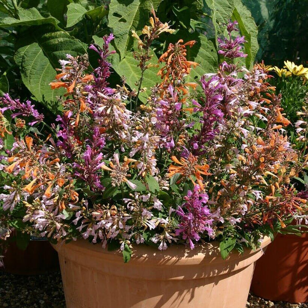  Agastache Fragrant Delight Mix