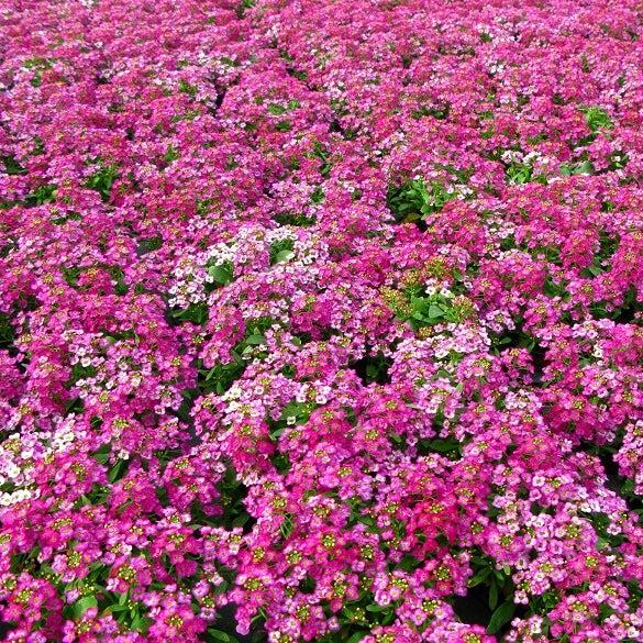 Alyssum 'Royal Carpet'