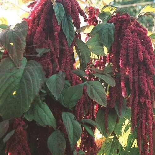 Amaranth 'Love-Lies'