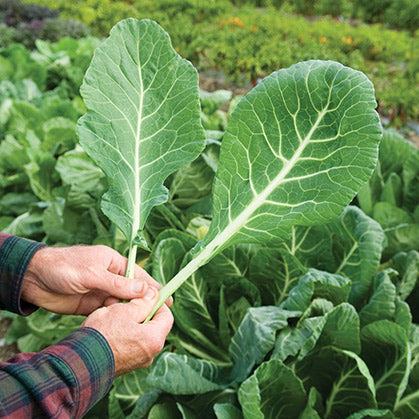 Chou cavalier 'Broccolo Fruilano'