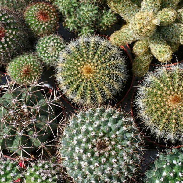 Cactus 'Mixed Varieties' 