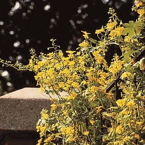 Nasturtium 'Canary Creeper'