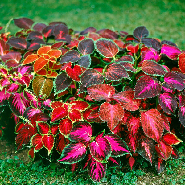 Coleus Rainbow Mix