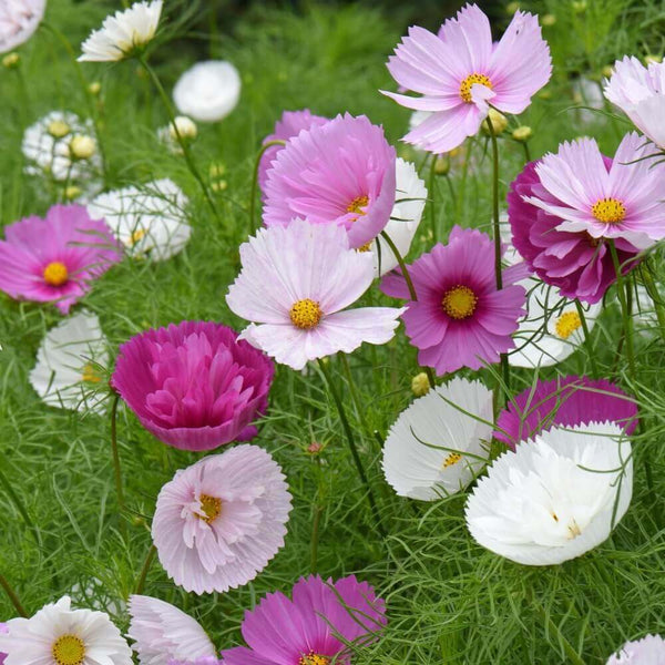 Cosmos mélange 'Cupcakes'