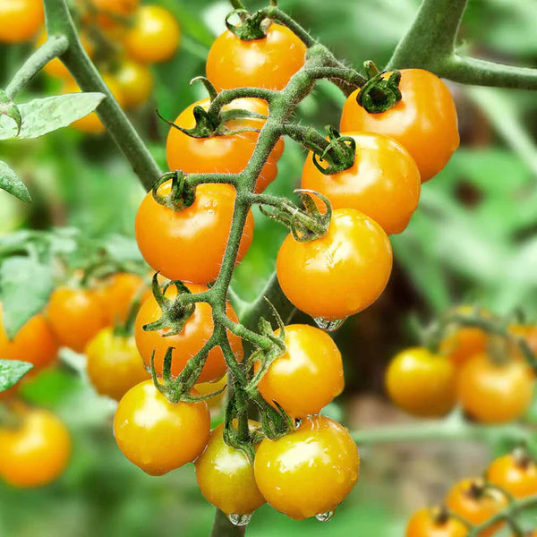 Tomate cerise 'Yellow Bamby F1'