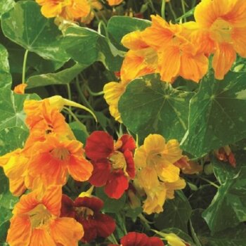 Nasturtium'Out of Africa'