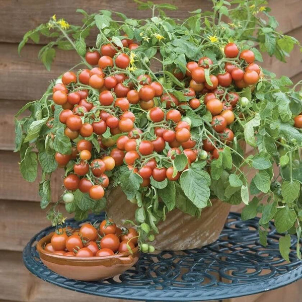 Tomate Cerise 'Balcony Red' F1