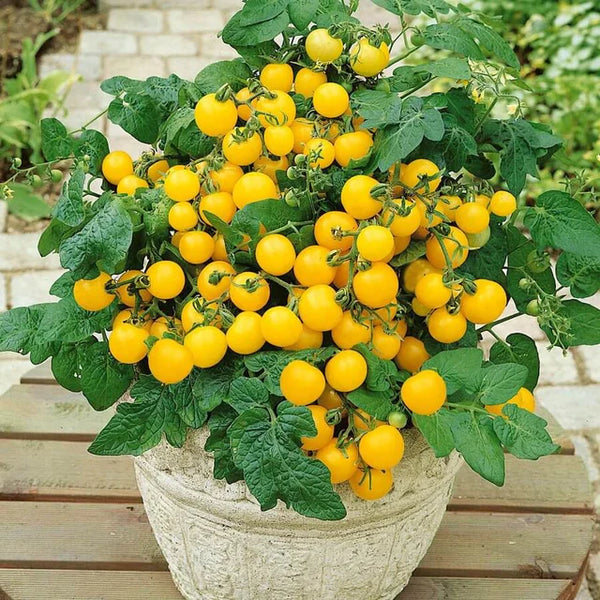 Cherry Tomato 'Balcony Yellow F1'