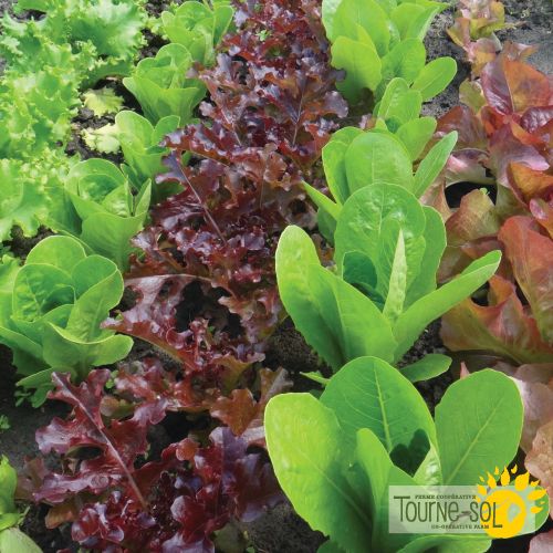 Mixed Lettuces