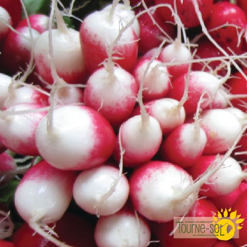 Radish French Breakfast