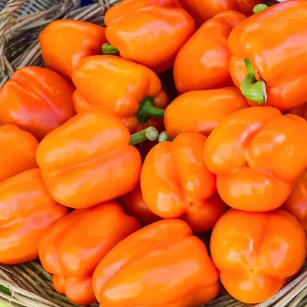 Orange Sweet Pepper 'GOURMET'