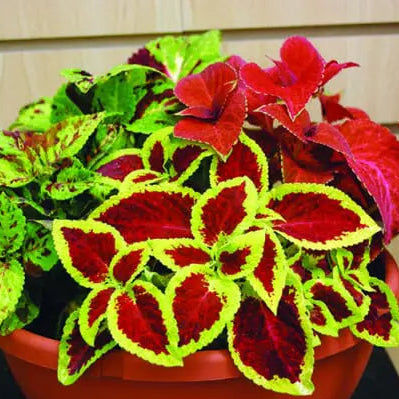 Coleus Wizard® Mix