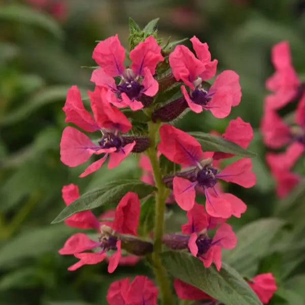 Cigar plant Sweet Talk™ Deep Pink