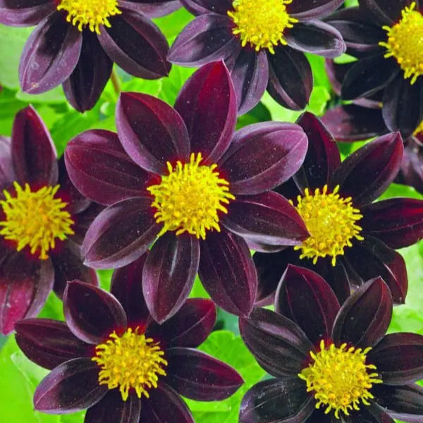 Dahlia Black Beauty™