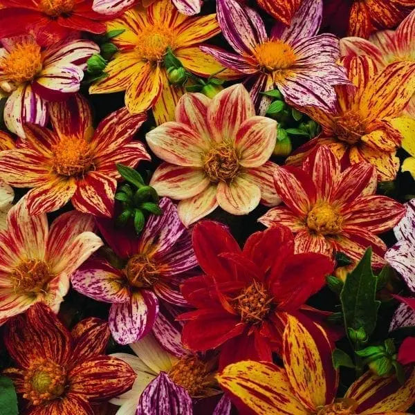 Dahlia mélange 'Fireworks™'