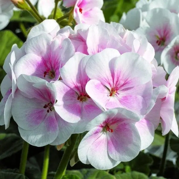 Geranium Maverick™ Appleblossom F1