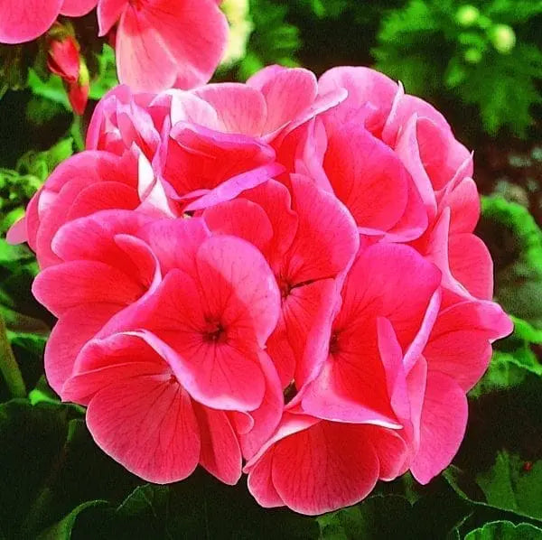 Geranium Maverick™ Salmon F1