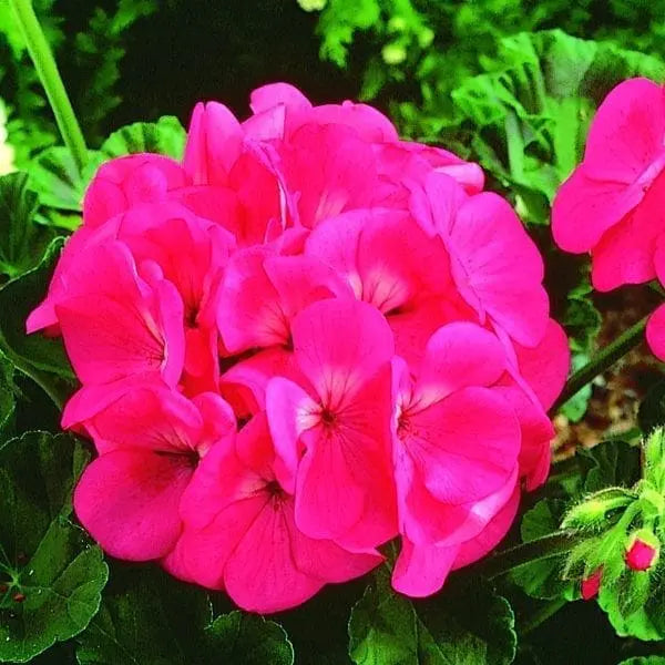 Geranium Maverick™ Rose F1