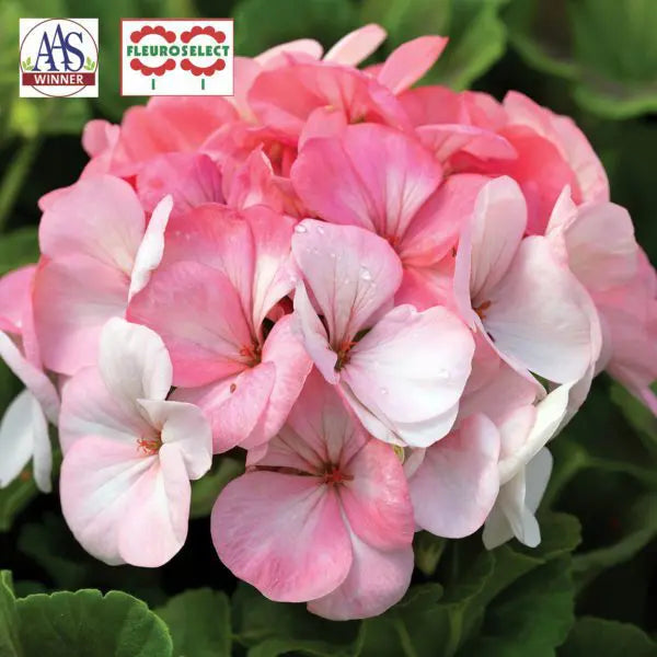 Geranium Pinto™ Premium White to Pink F1