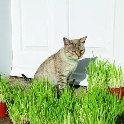 Cat Grass Tabby