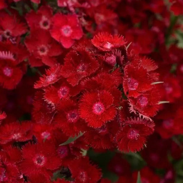 Dianthus Rockin’ Rouge ™ F1