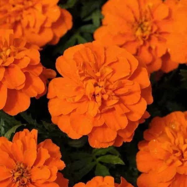 French Marigold Bonanza™ Deep Orange