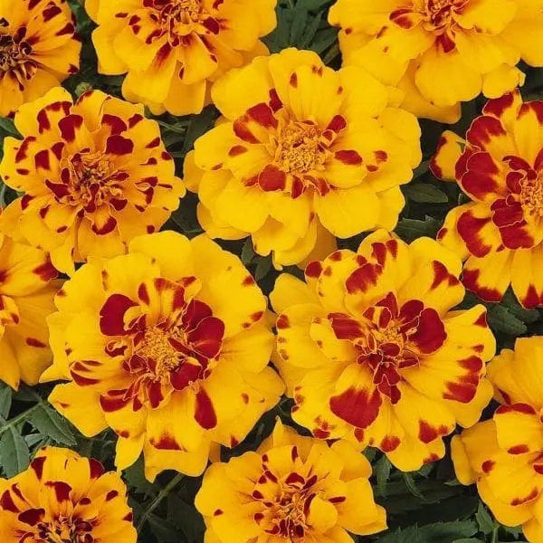 Marigold – French Durango® Bolero