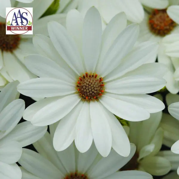 Osteospermum 'Akila Daisy White'