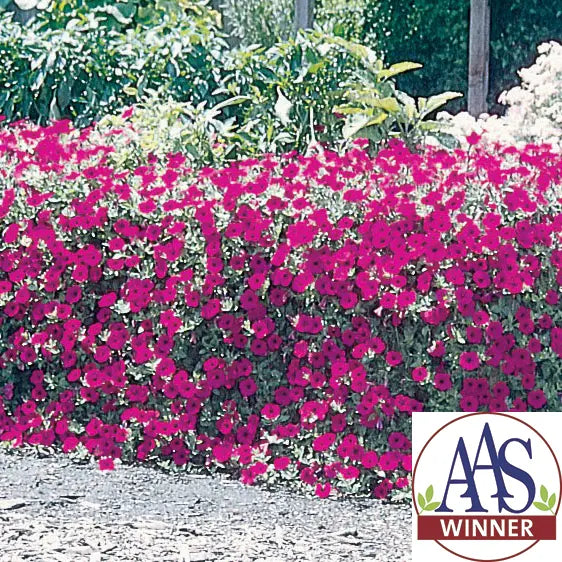 Petunia Wave® Purple Classic F1