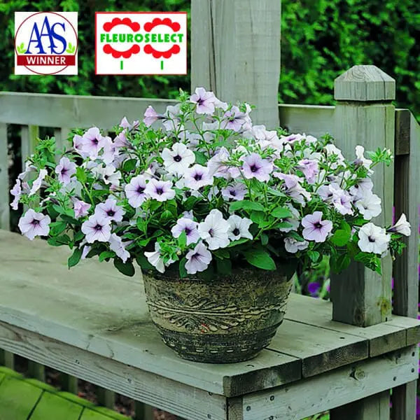 Petunia Tidal Wave® Silver F1