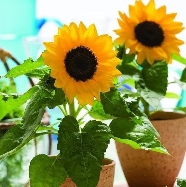 Sunflower Smiley™ F1