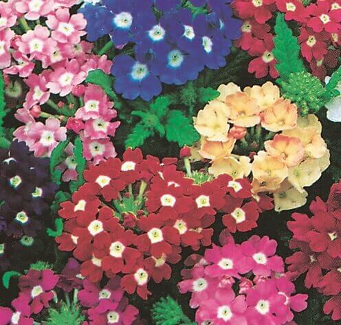 Verbena 'Florist’s Ideal Mix' 