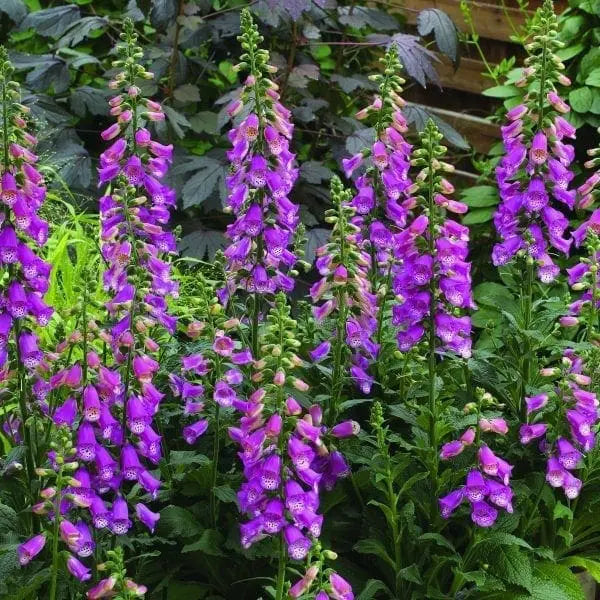 Digitalis Panther F1