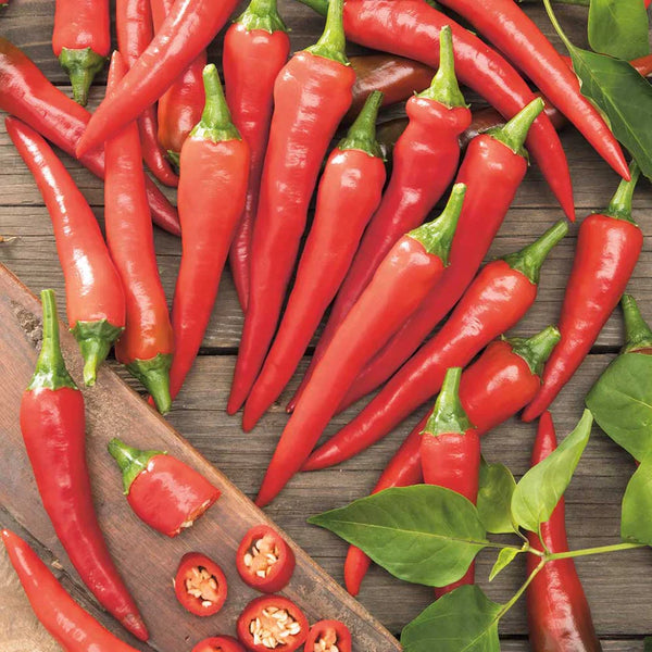 Hot pepper cayenne 'Caldo'