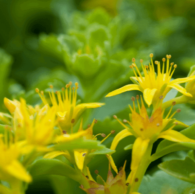 Sedum 'Spirit' 