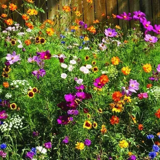 Wild Flowers 'Cut Flower Mix'