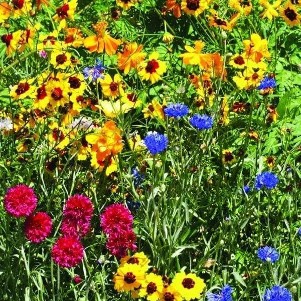 Annual and Perennial Flowers for Dry Soil