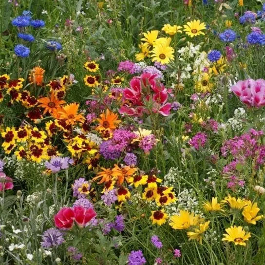 Short Wild Flower Mix