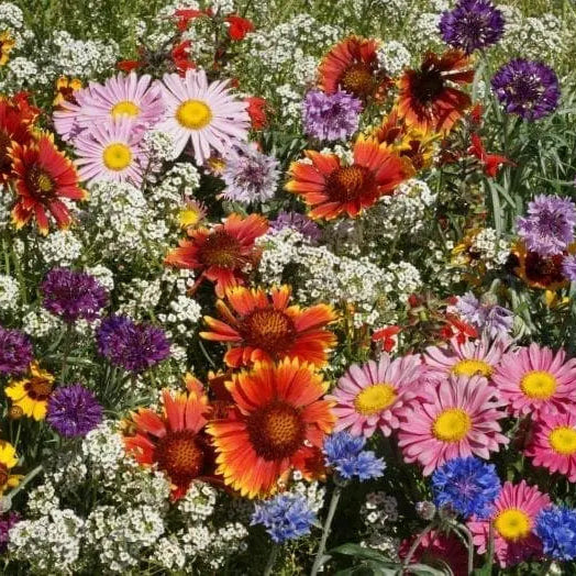 Wildflower Mix 'Birds and Butterflies'