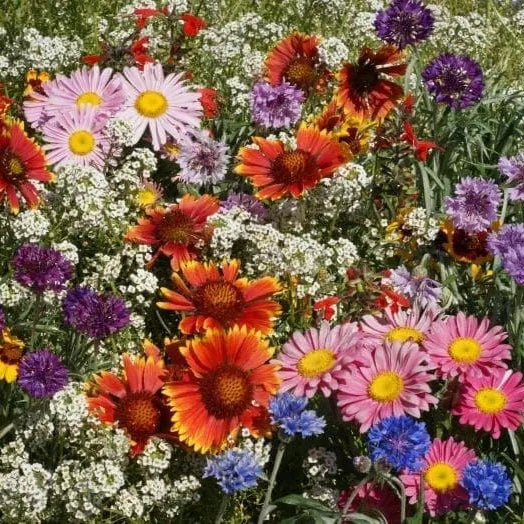 Fleurs sauvages mélange 'Oiseaux et Papillons'