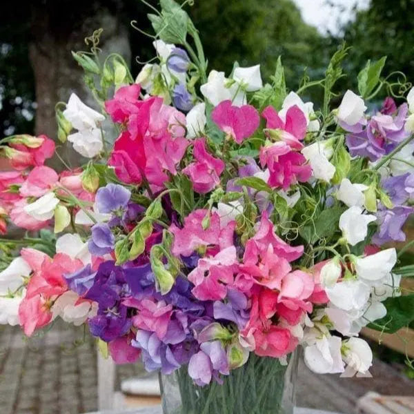 Sweet pea mix 'Pearl'