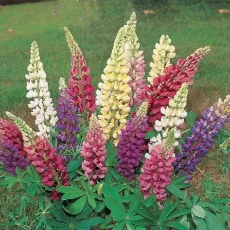 Lupin Gallery® Mélange