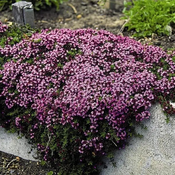 Creeping thyme 'Magic Carpet'