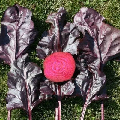 Beetroot 'Soldier'