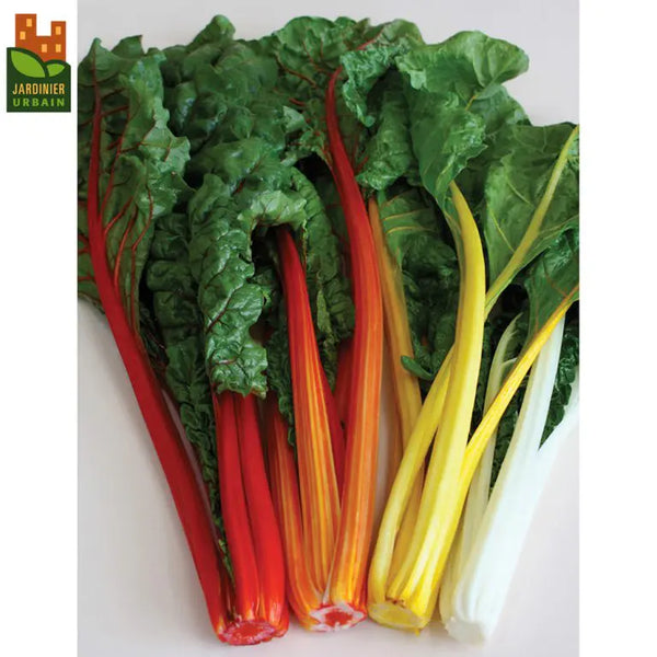 Swiss Chard 'Celebration'