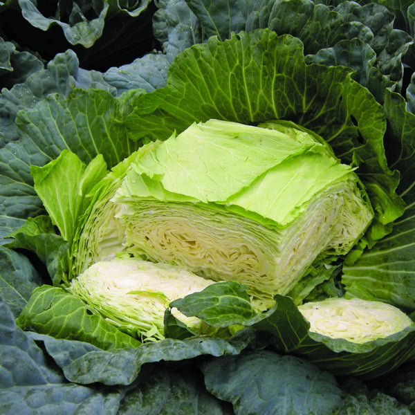 Cabbage Gunma Y.R. F1