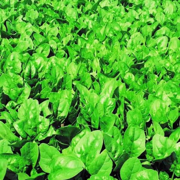 Spinach 'Tundra' organic