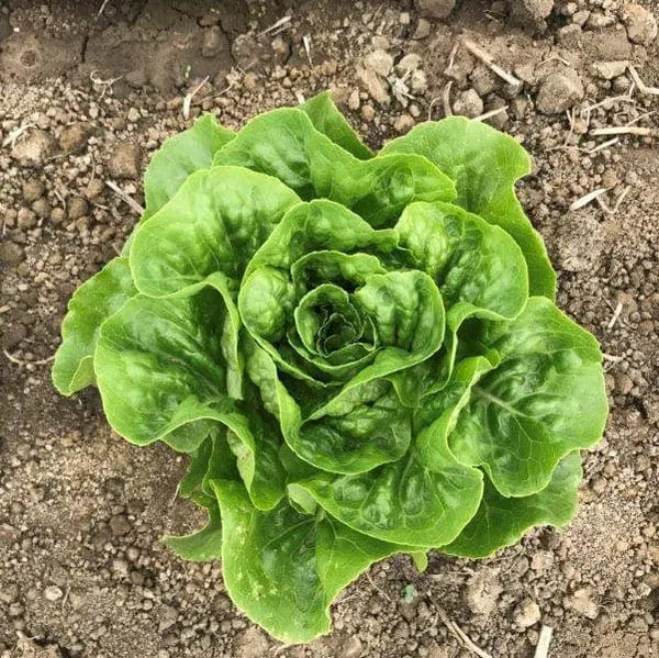 Mini romaine lettuce 'Xalbadora'