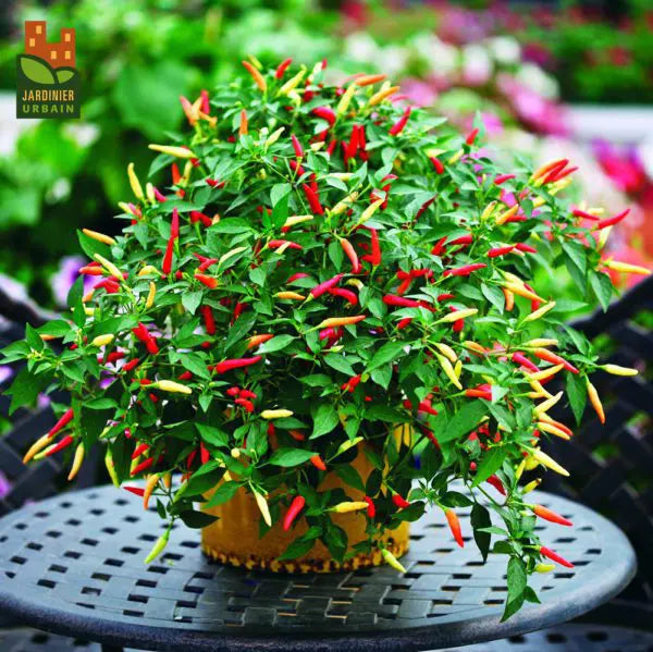 Hot pepper 'Basket of Fire'